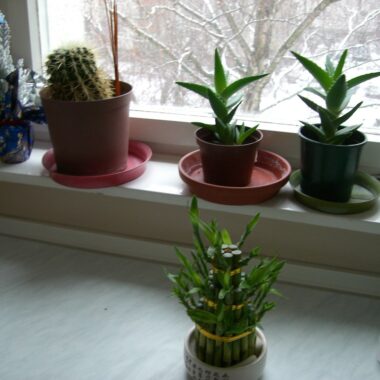 Best Plants for the Kitchen