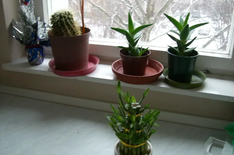 Best Plants for the Kitchen