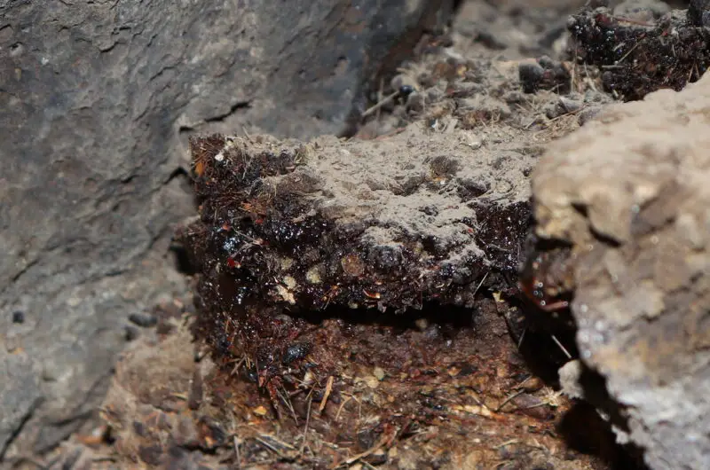 What is the shilajit used for?