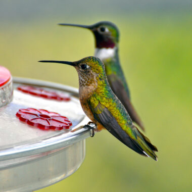 Hummingbird Food Recipe