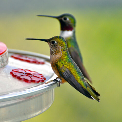 Hummingbird Food Recipe