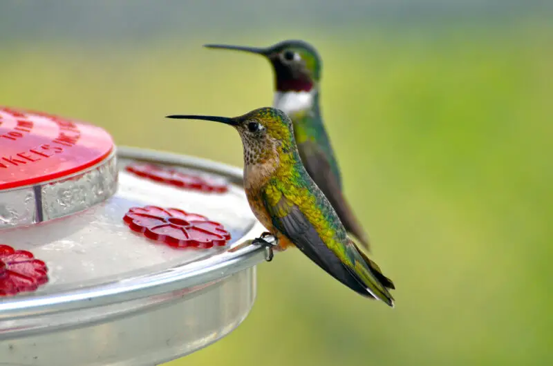 Hummingbird Food Recipe