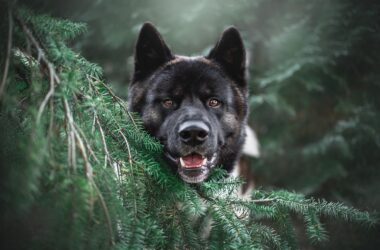 What Vegetables Can Dogs Eat?
