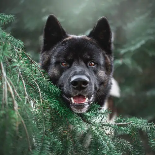 What Vegetables Can Dogs Eat?