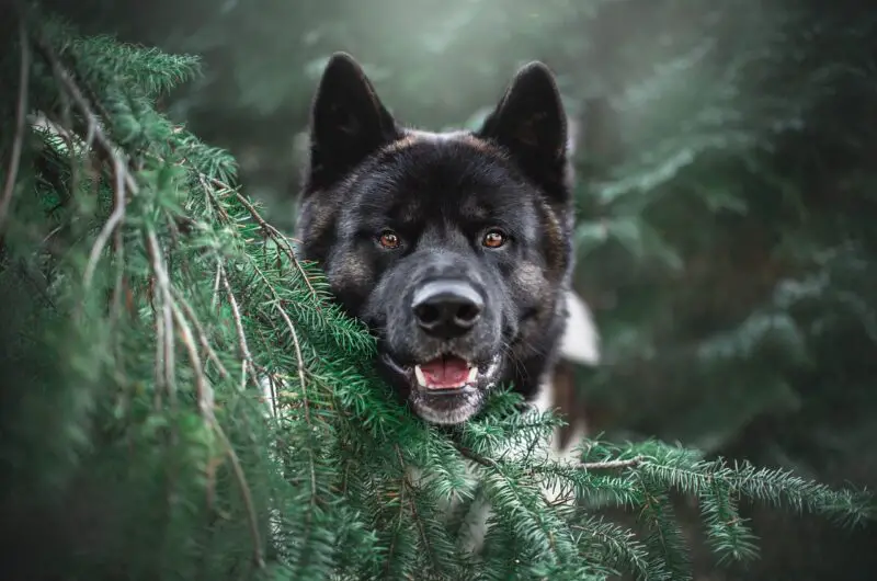 What Vegetables Can Dogs Eat?