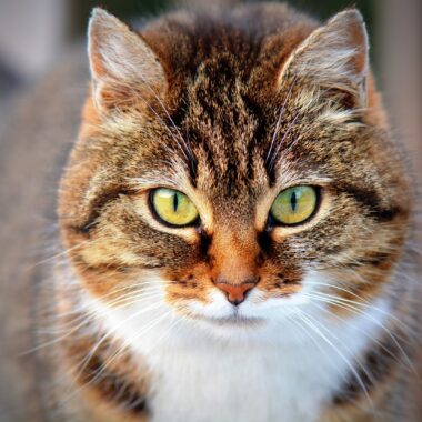 Vet Approved Homemade Cat Food Recipes