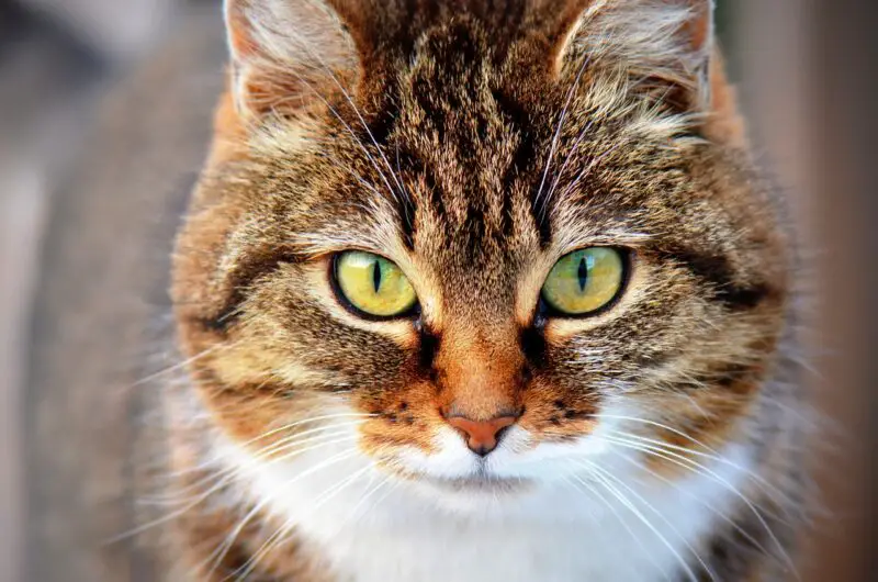 Vet Approved Homemade Cat Food Recipes
