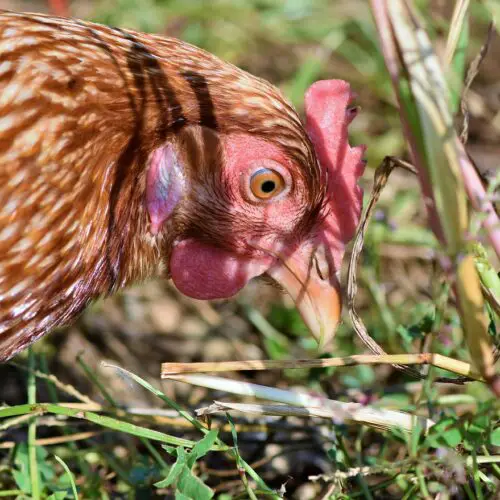 Can I Rent A Chicken For Eggs?