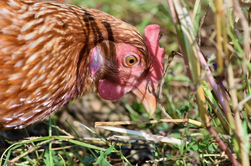Can I Rent A Chicken For Eggs?