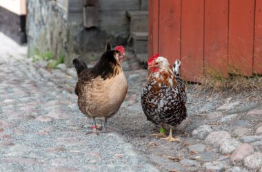 How much does it cost to have chickens for eggs?