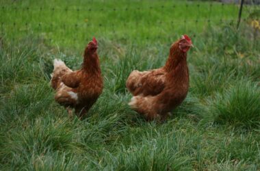 How to Raise Chickens for Eggs