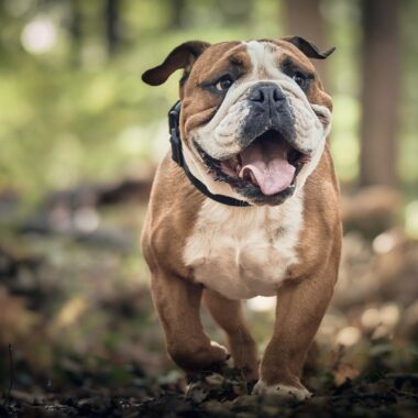 Nutritionally Complete Homemade Dog Food Recipes