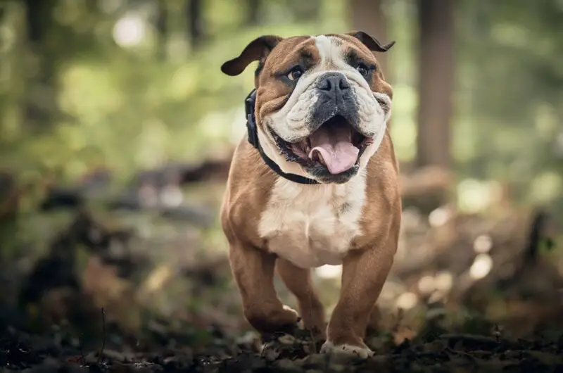 Nutritionally Complete Homemade Dog Food Recipes