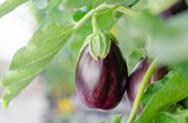 Delicious Eggplant Recipes