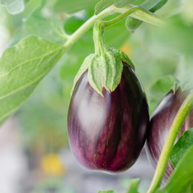 Delicious Eggplant Recipes