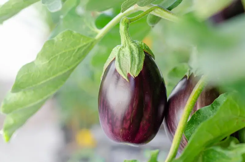 Delicious Eggplant Recipes