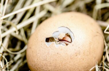 How to Hatch Chicken Eggs