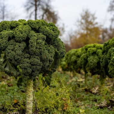 Which Vegetables Have the Highest Overall Nutritional Value?