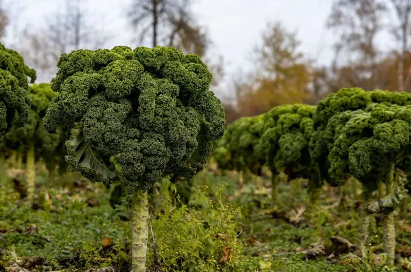 Which Vegetables Have the Highest Overall Nutritional Value?