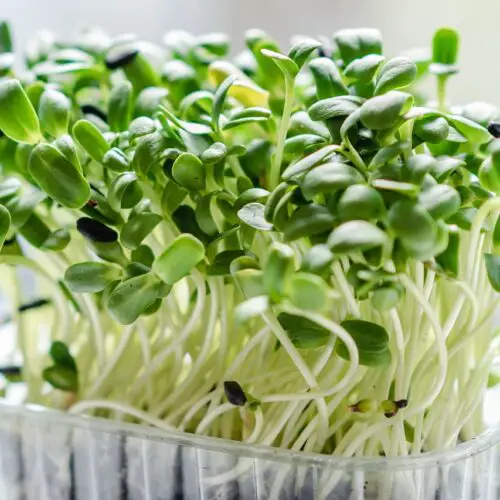 Top 20 Food Trends in 2025