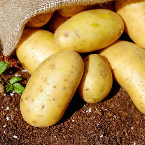 What Is the King of Vegetables?