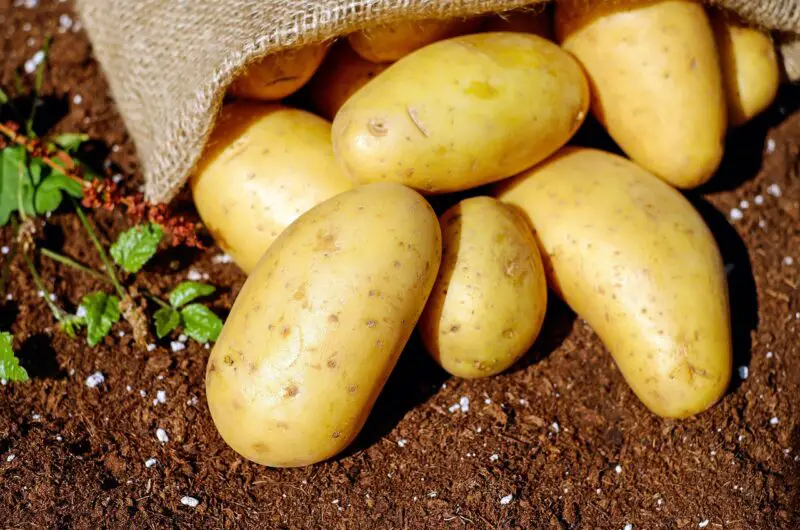 What Is the King of Vegetables?