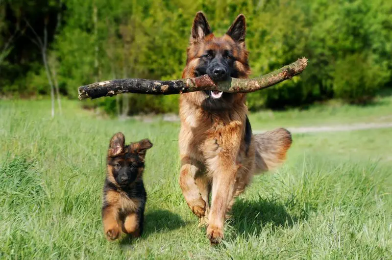 10 Best Fruits and Vegetables for Dogs: A Comprehensive Guide