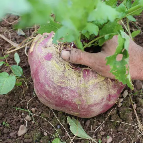 What Vegetables Are In Season?