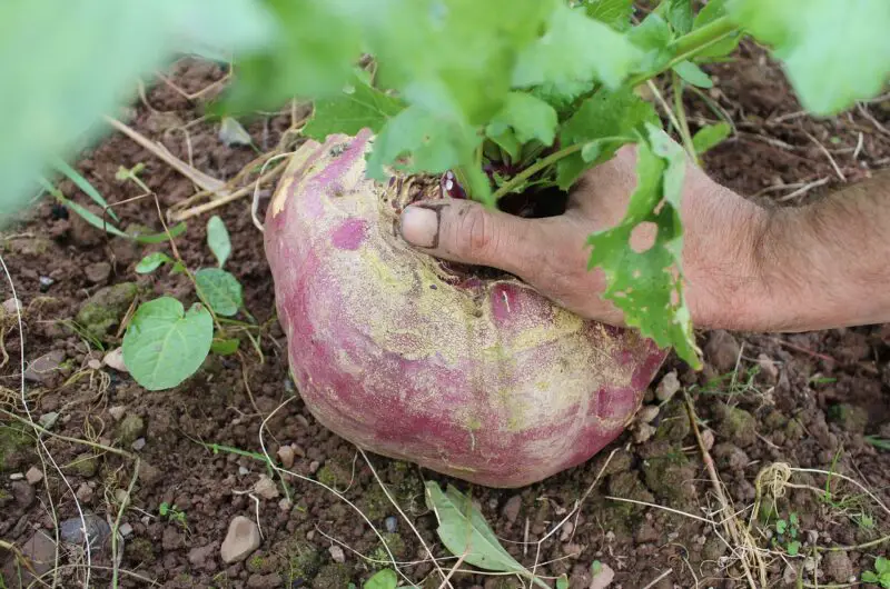 What Vegetables Are In Season?