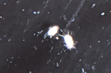 How to Get Rid of White Mites in Your Kitchen: A Step-by-Step Guide