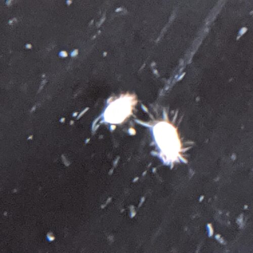 How to Get Rid of White Mites in Your Kitchen: A Step-by-Step Guide