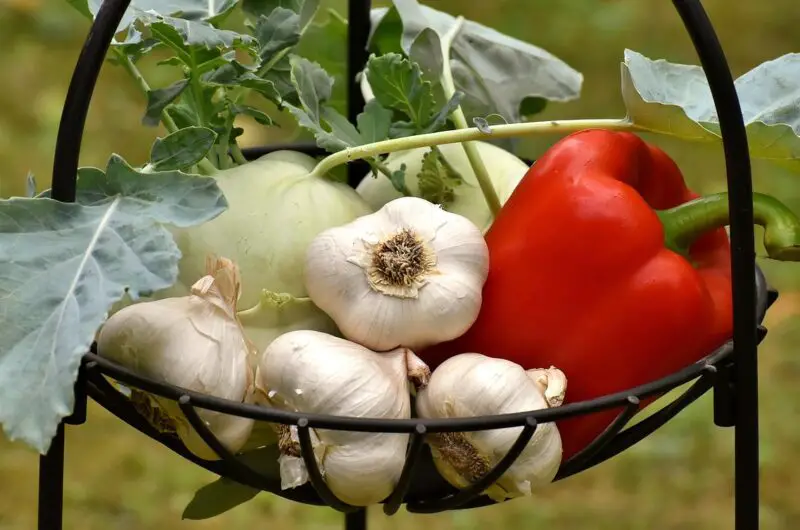 Do Vegetables Have Nicotine In Them?
