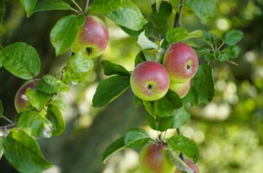 What Does Organic Mean?