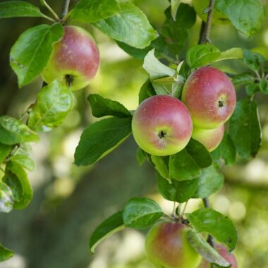 What Does Organic Mean?