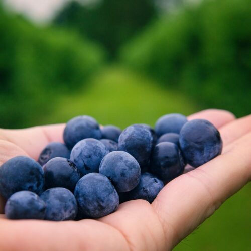 Top 10 Superfoods You Should Be Eating (According to Nutritionists)