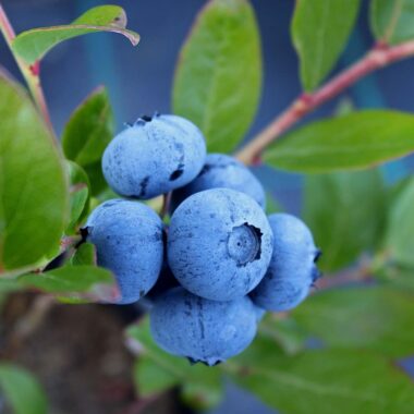 12 Foods That Can Help You Live Longer, According to Science