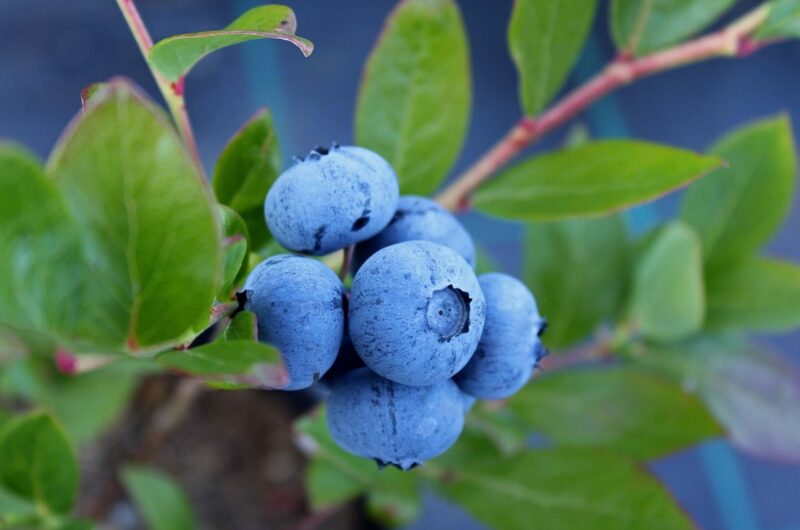 12 Foods That Can Help You Live Longer, According to Science