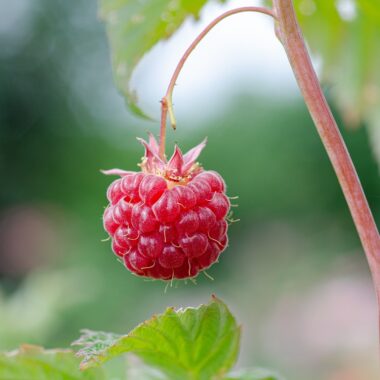 Raspberries 101: What to Know and Why They're Good for You