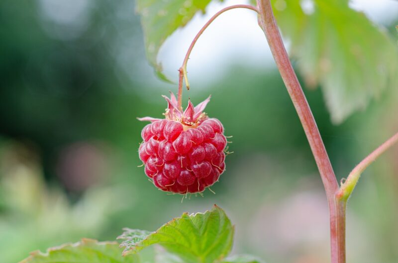Raspberries 101: What to Know and Why They're Good for You