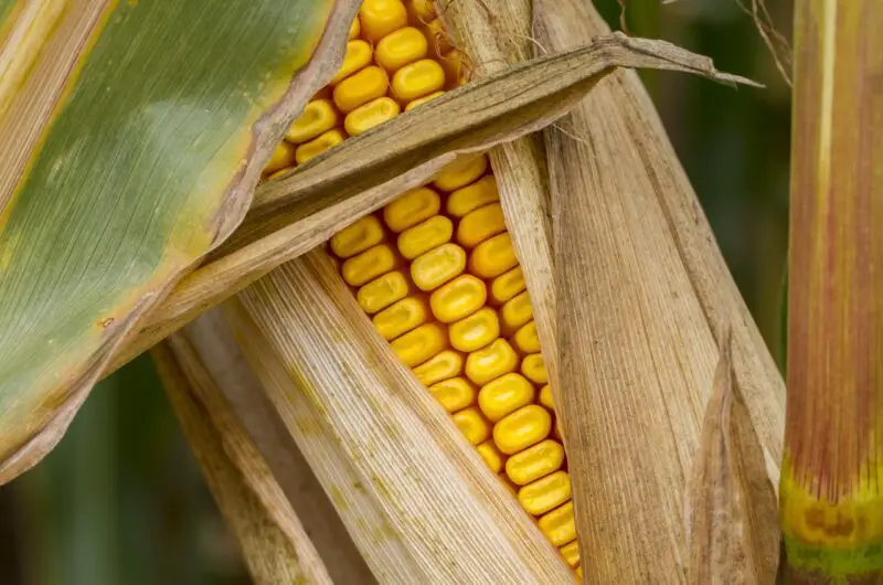 10 Must-Try Corn on the Cob Recipes (That Aren’t Boring!)